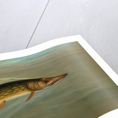 The Fresk Water Drum, or Sheepshead, Aplodinotus grunniens by J. L. Petrie