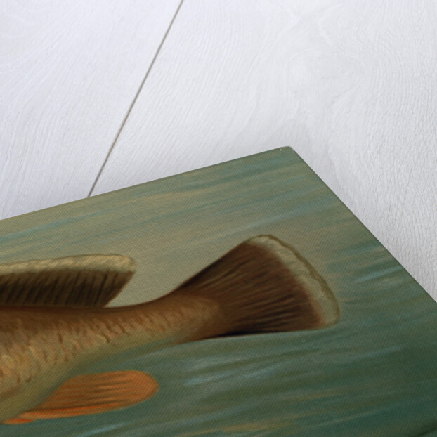 The Yellow Perch, Perca flaverscens by J. L. Petrie