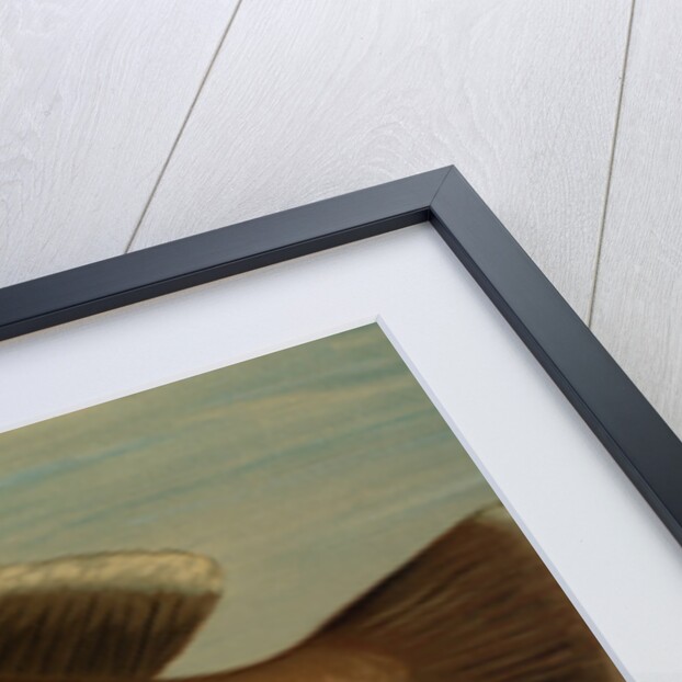 The Yellow Perch, Perca flaverscens by J. L. Petrie