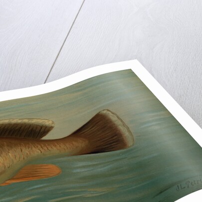 The Yellow Perch, Perca flaverscens by J. L. Petrie