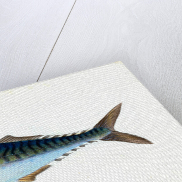 Mackarel, Scomber Scomber by E. Donovan