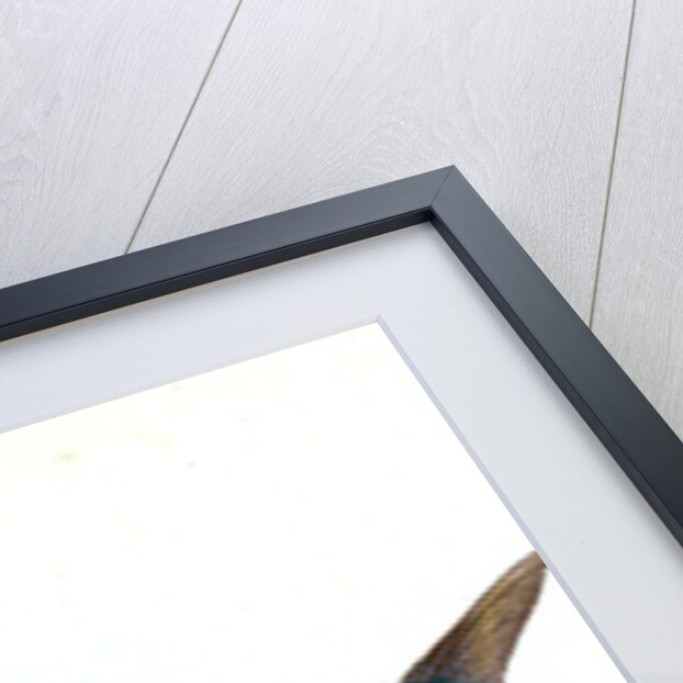 Mackarel, Scomber Scomber by E. Donovan