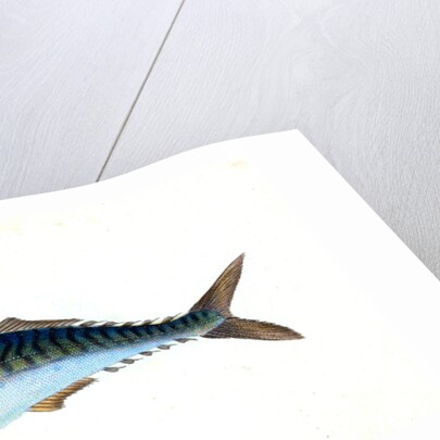 Mackarel, Scomber Scomber by E. Donovan