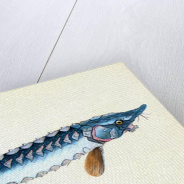 Roach, Cyprinus ritulus by E. Donovan