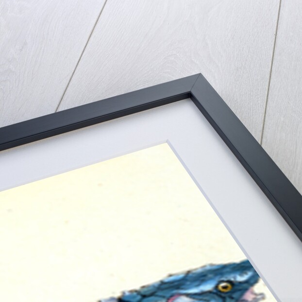 Roach, Cyprinus ritulus by E. Donovan