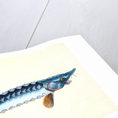 Roach, Cyprinus ritulus by E. Donovan