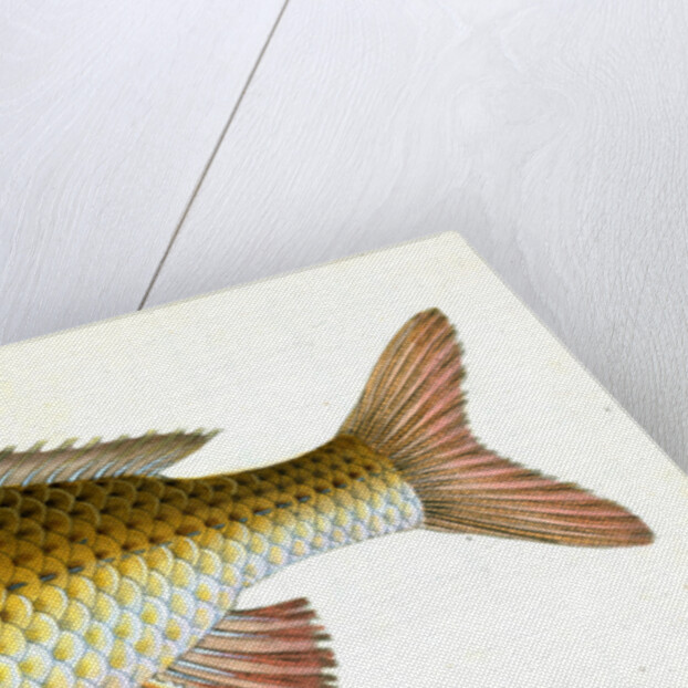 Carp, Cyprinus Carpio by E. Donovan