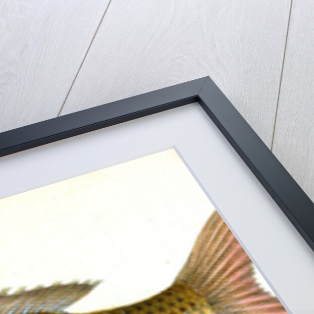 Carp, Cyprinus Carpio by E. Donovan