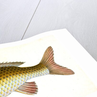 Carp, Cyprinus Carpio by E. Donovan