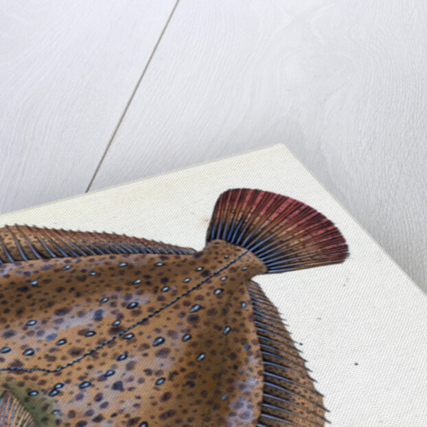 Small-headed Dab, Pleuronectes microcephalus by E. Donovan