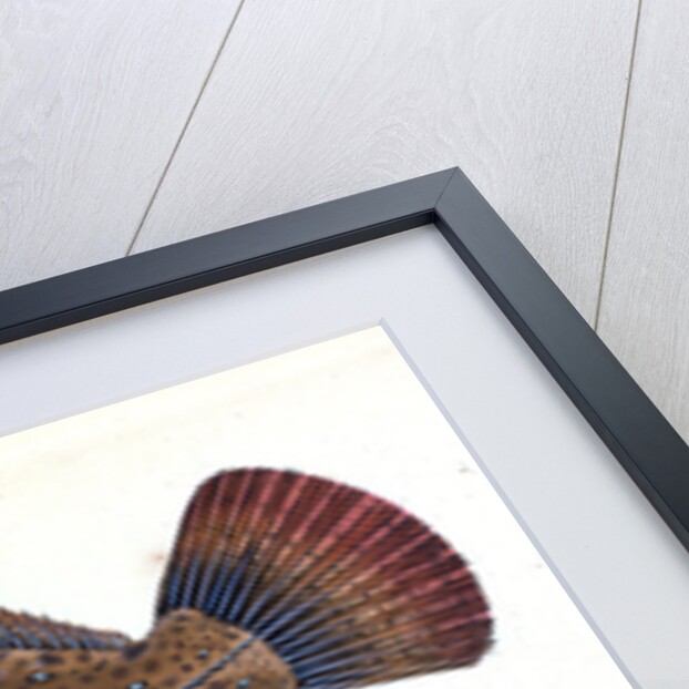 Small-headed Dab, Pleuronectes microcephalus by E. Donovan