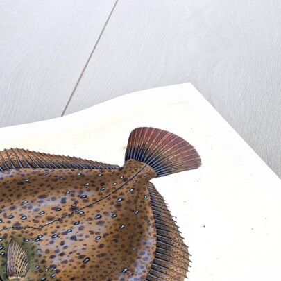 Small-headed Dab, Pleuronectes microcephalus by E. Donovan