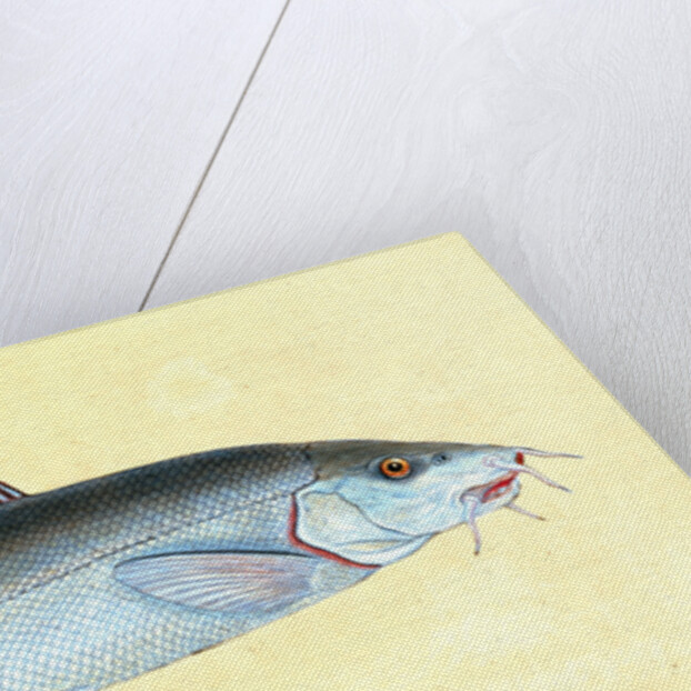 Cyprinus Barbus, Barbel by E. Donovan