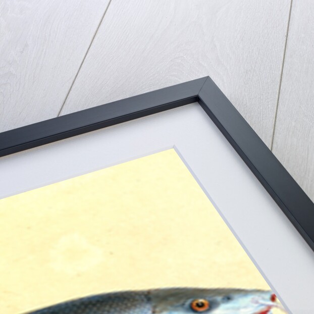 Cyprinus Barbus, Barbel by E. Donovan