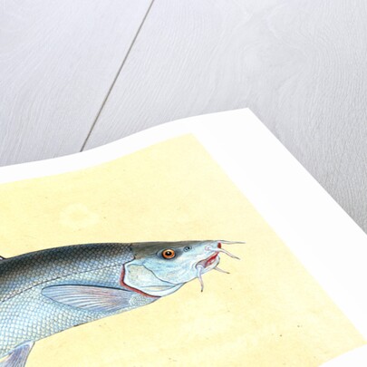 Cyprinus Barbus, Barbel by E. Donovan