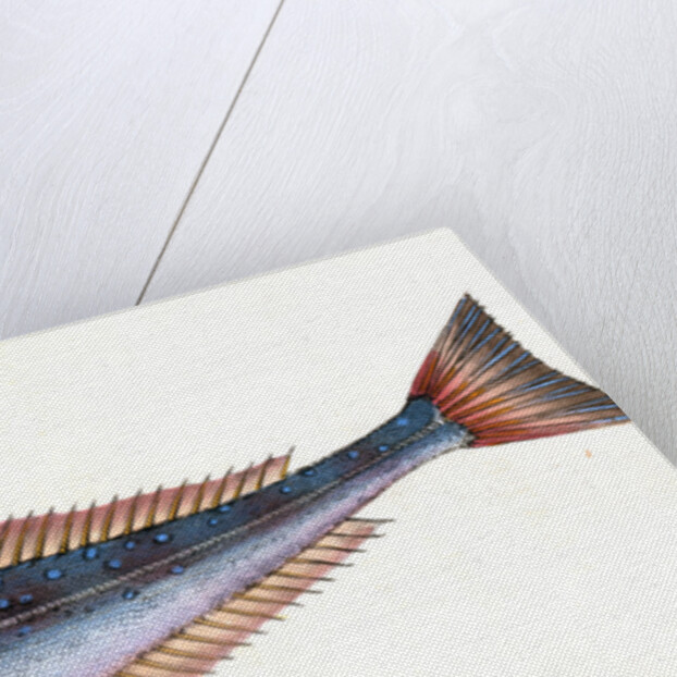 Grey Gurnard, Trigla Gurnardus by E. Donovan