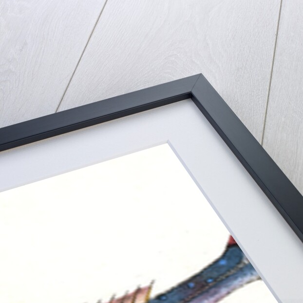 Grey Gurnard, Trigla Gurnardus by E. Donovan