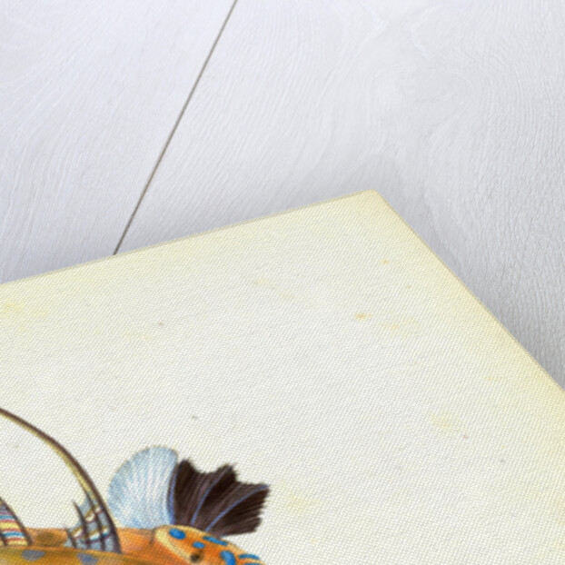 Dragonet, gemmous, Gallioyumus Lyra by E. Donovan