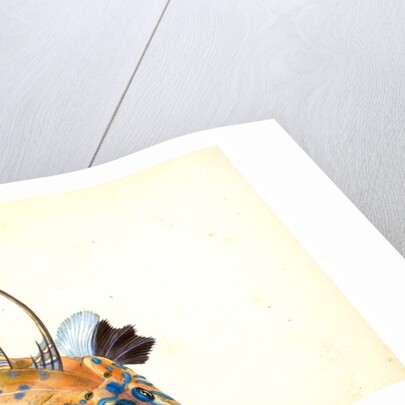 Dragonet, gemmous, Gallioyumus Lyra by E. Donovan