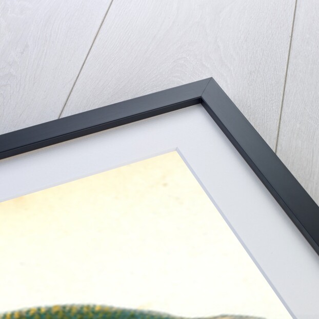 Bream, Cyprinus Brama by E. Donovan