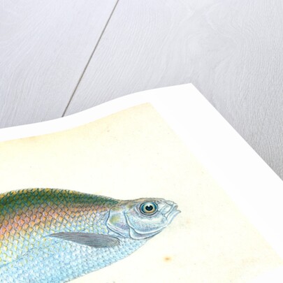 Bream, Cyprinus Brama by E. Donovan