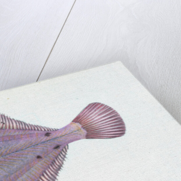 Flounder, Pleuronectes flessus by E. Donovan