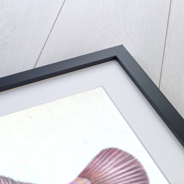 Flounder, Pleuronectes flessus by E. Donovan