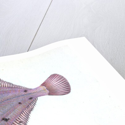 Flounder, Pleuronectes flessus by E. Donovan