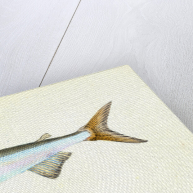 Anchovy, Clupea encrasicolus by E. Donovan