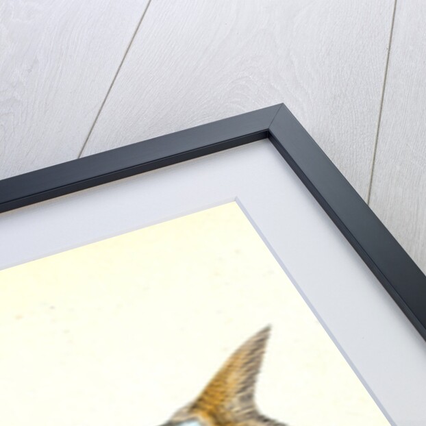 Anchovy, Clupea encrasicolus by E. Donovan