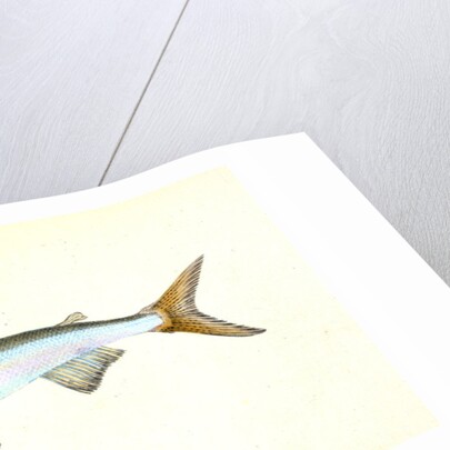 Anchovy, Clupea encrasicolus by E. Donovan