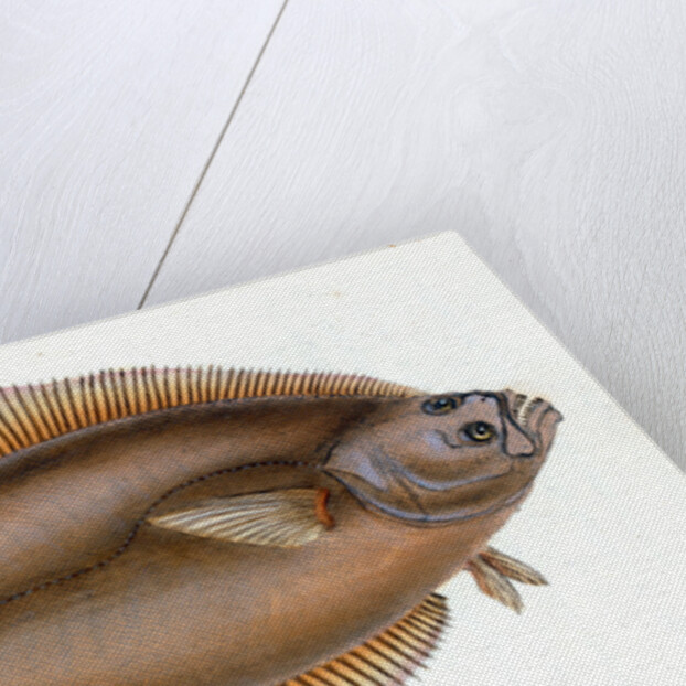 Holibut, Pleuronectes Hippoglossus by E. Donovan