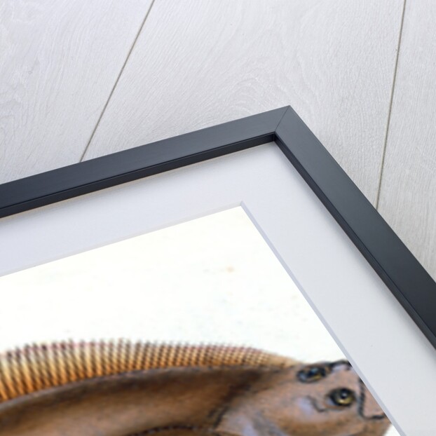 Holibut, Pleuronectes Hippoglossus by E. Donovan