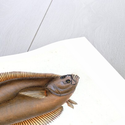 Holibut, Pleuronectes Hippoglossus by E. Donovan