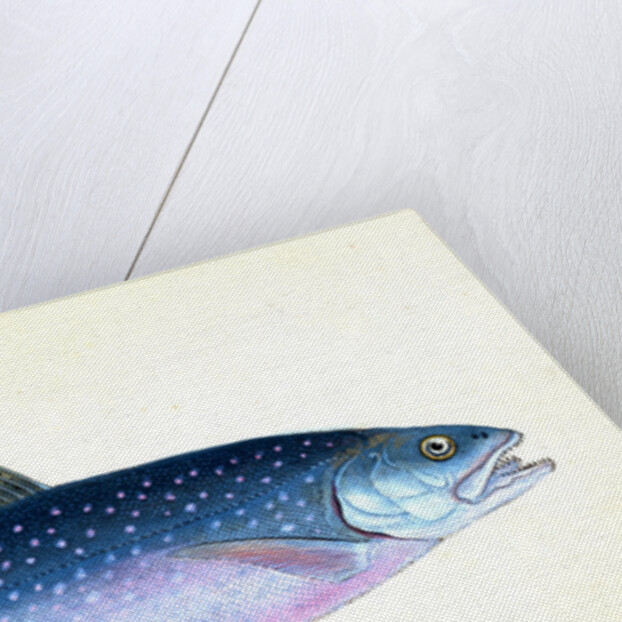 Snipe, or Trumpet-fish, Centriscus Scolopax by E. Donovan