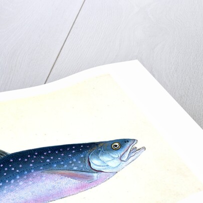 Snipe, or Trumpet-fish, Centriscus Scolopax by E. Donovan