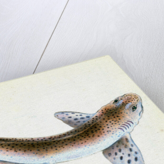 Shad, Clupea alosa by E. Donovan