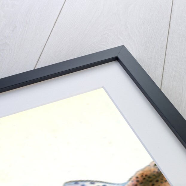 Shad, Clupea alosa by E. Donovan