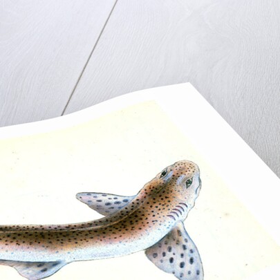 Shad, Clupea alosa by E. Donovan