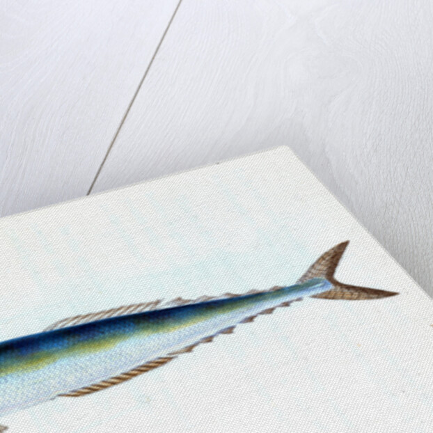 Saury, or Skipper Pike, Esox saurus by E. Donovan