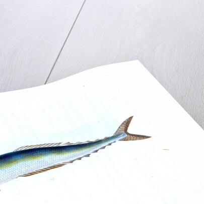 Saury, or Skipper Pike, Esox saurus by E. Donovan