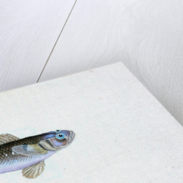Black Goby, Gobius niger by E. Donovan