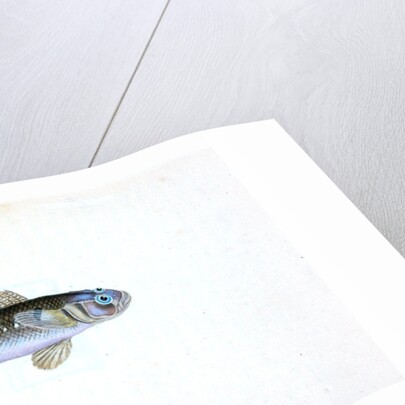 Black Goby, Gobius niger by E. Donovan