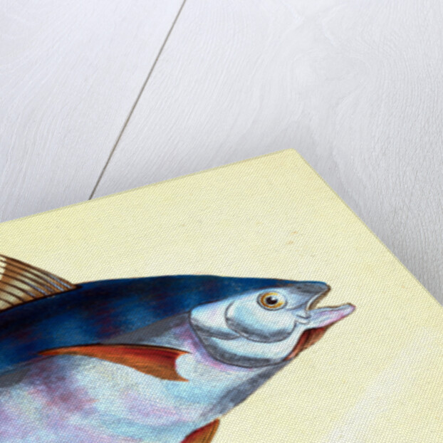 Tunny, Scomber Thynnus by E. Donovan