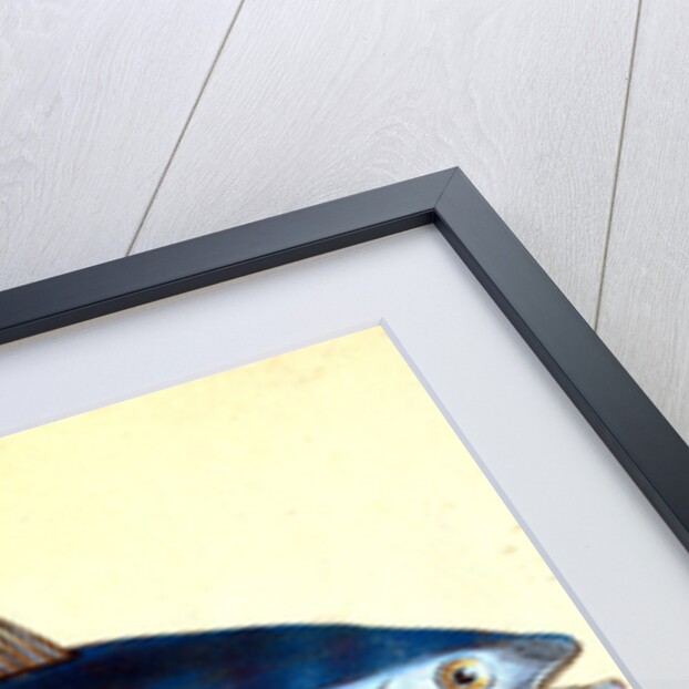 Tunny, Scomber Thynnus by E. Donovan