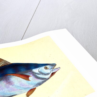 Tunny, Scomber Thynnus by E. Donovan