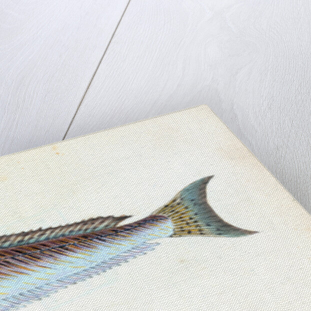 Greater Weever, or Sting-bull, Trachius Major by E. Donovan