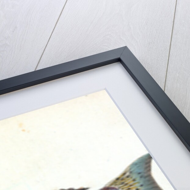 Greater Weever, or Sting-bull, Trachius Major by E. Donovan