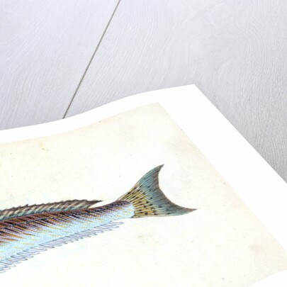 Greater Weever, or Sting-bull, Trachius Major by E. Donovan