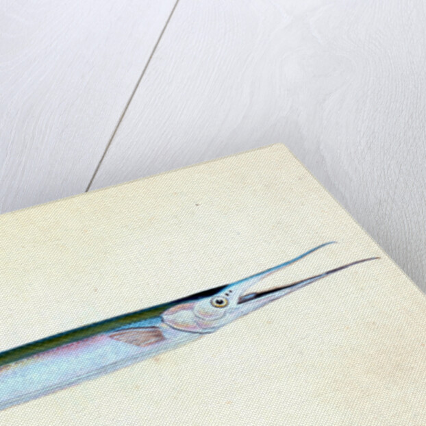 Stellated Globe Diodon, Tetrodon stellatus by E. Donovan